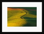 Wheat and Pea Fields by Anonymous