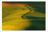 Wheat and Pea Fields by Anonymous