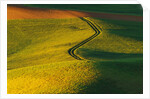 Wheat and Pea Fields by Anonymous