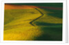 Wheat and Pea Fields by Anonymous