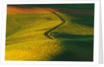 Wheat and Pea Fields by Anonymous