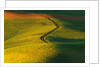 Wheat and Pea Fields by Anonymous