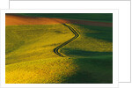 Wheat and Pea Fields by Anonymous
