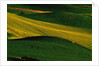 Deer Standing in Field by Anonymous