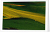 Deer Standing in Field by Anonymous