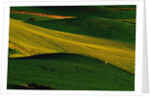 Deer Standing in Field by Anonymous