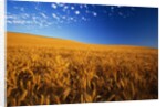 Wheat Field by Anonymous