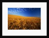 Wheat Field by Anonymous