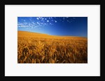 Wheat Field by Anonymous