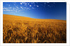 Wheat Field by Anonymous