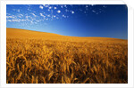 Wheat Field by Anonymous