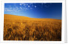 Wheat Field by Anonymous