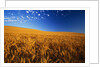 Wheat Field by Anonymous