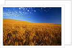 Wheat Field by Anonymous