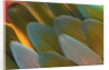 Close-up of Parrot Feathers by Anonymous