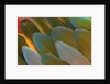 Close-up of Parrot Feathers by Anonymous