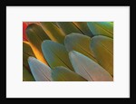 Close-up of Parrot Feathers by Corbis