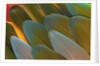 Close-up of Parrot Feathers by Anonymous