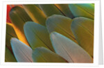 Close-up of Parrot Feathers by Anonymous