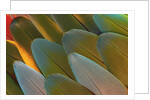 Close-up of Parrot Feathers by Corbis