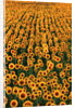 Sunflower Field in Bloom by Anonymous