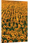 Sunflower Field in Bloom by Anonymous