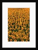 Sunflower Field in Bloom by Anonymous
