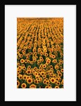 Sunflower Field in Bloom by Anonymous