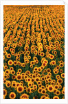 Sunflower Field in Bloom by Anonymous