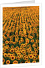 Sunflower Field in Bloom by Anonymous