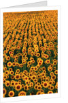 Sunflower Field in Bloom by Anonymous