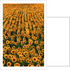 Sunflower Field in Bloom by Anonymous