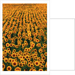 Sunflower Field in Bloom by Anonymous