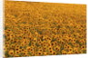 Sunflower Field in Bloom by Anonymous