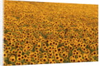 Sunflower Field in Bloom by Anonymous