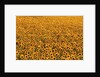 Sunflower Field in Bloom by Anonymous
