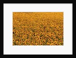 Sunflower Field in Bloom by Anonymous