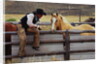 Cowboy and Horses by Anonymous