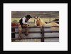 Cowboy and Horses by Anonymous