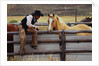 Cowboy and Horses by Anonymous