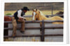Cowboy and Horses by Anonymous