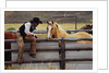 Cowboy and Horses by Anonymous