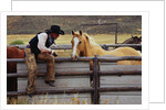 Cowboy and Horses by Anonymous