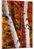 Birch and Maple Trees in Autumn by Anonymous