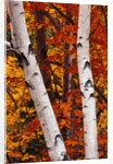 Birch and Maple Trees in Autumn by Anonymous