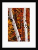 Birch and Maple Trees in Autumn by Anonymous