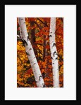 Birch and Maple Trees in Autumn by Anonymous