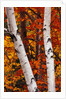 Birch and Maple Trees in Autumn by Anonymous