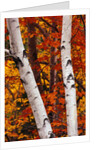 Birch and Maple Trees in Autumn by Anonymous