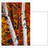 Birch and Maple Trees in Autumn by Anonymous